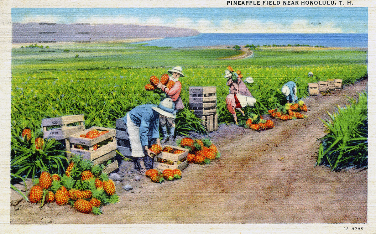 Pienapple Field