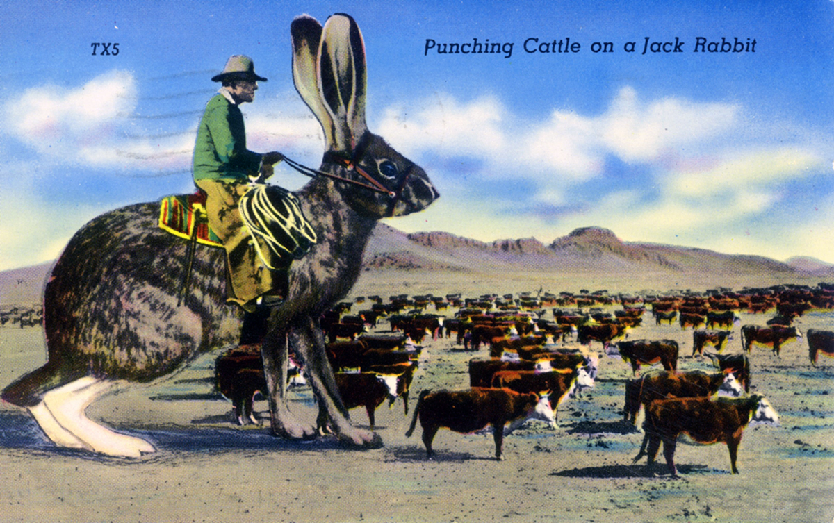 Punching Cattle on a Jack Rabbit