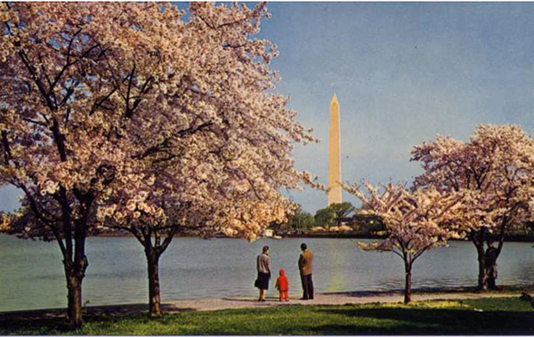 Cherry Blossoms