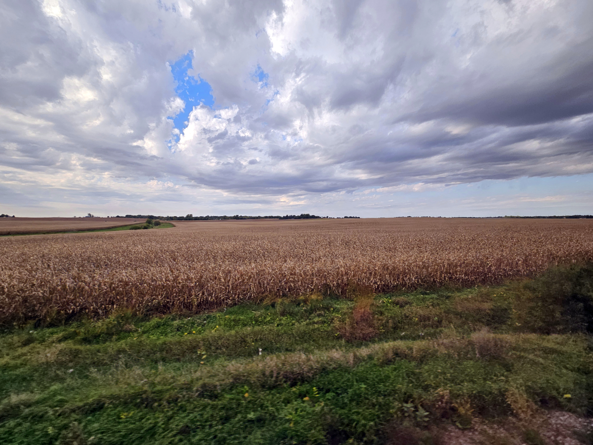 Corn field at Peterstown, Ill.