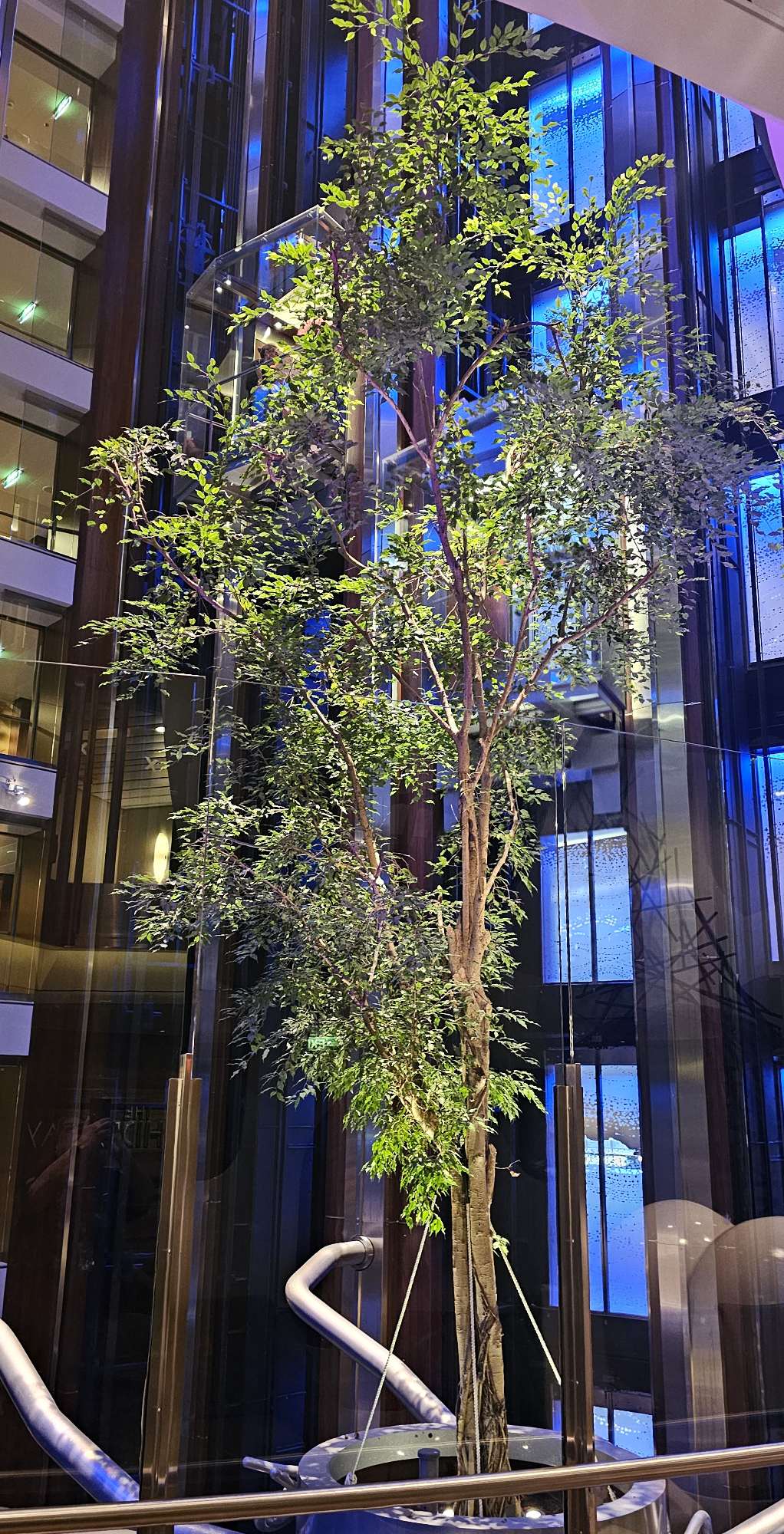 Live tree in the Atrium