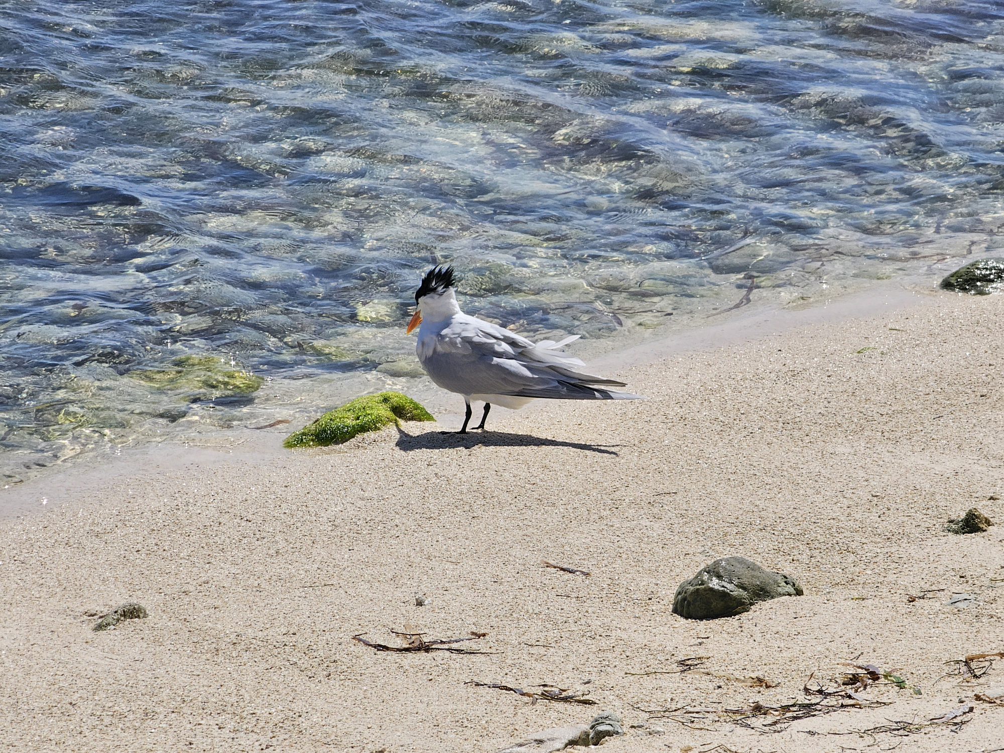 Beach bird