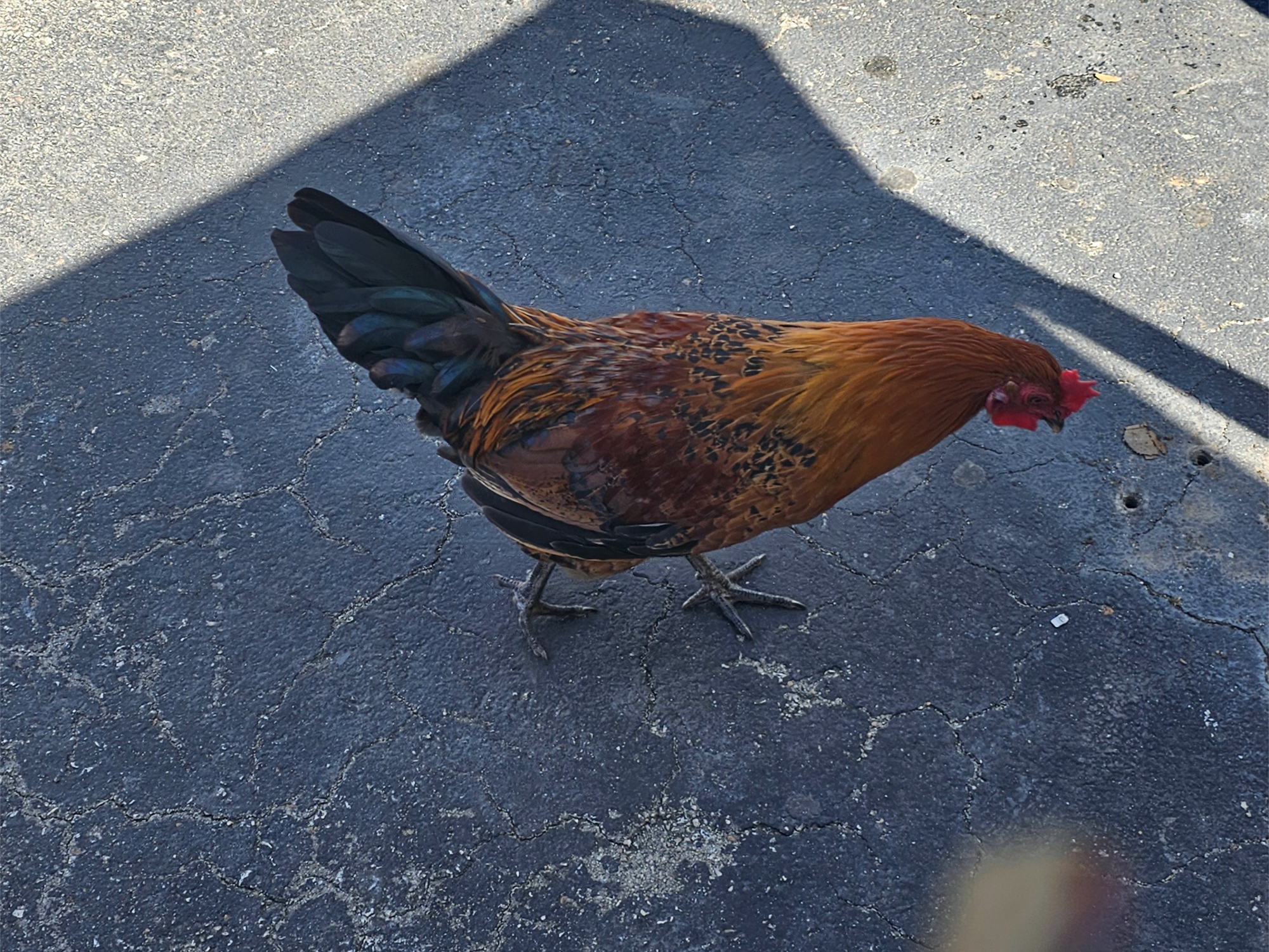 Wild chicken