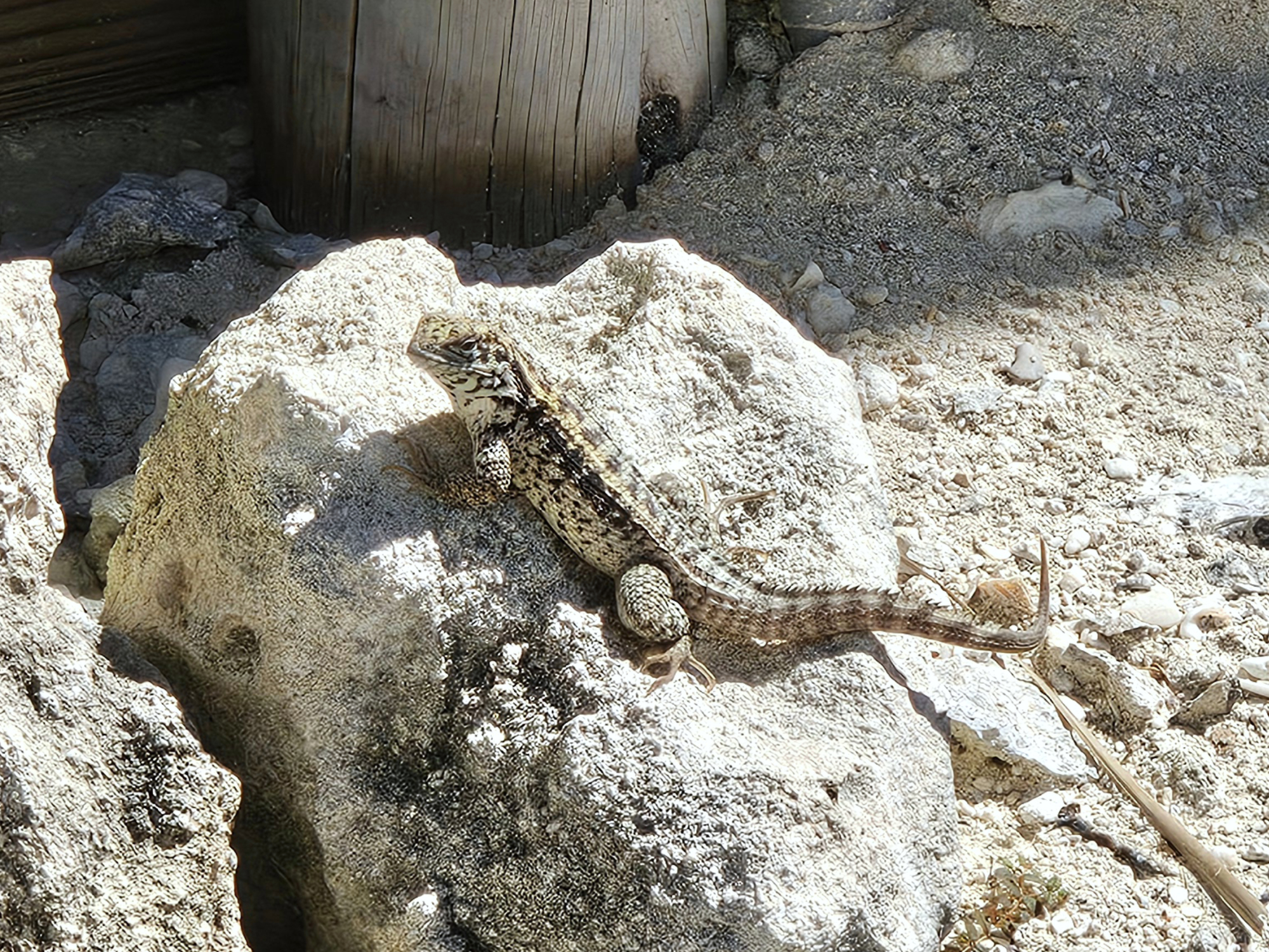 A lizard, lounging on a rock